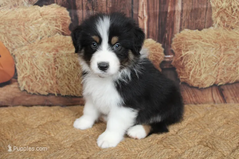 Onyx – Australian Shepherd puppy for sale in Reynoldsville, PA