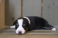 Dawn , a female Australian Shepherd for sale in Reynoldsville, PA – Photo 2 of 8