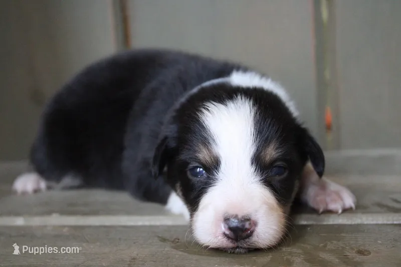 Dawn  – Australian Shepherd puppy for sale in Reynoldsville, PA