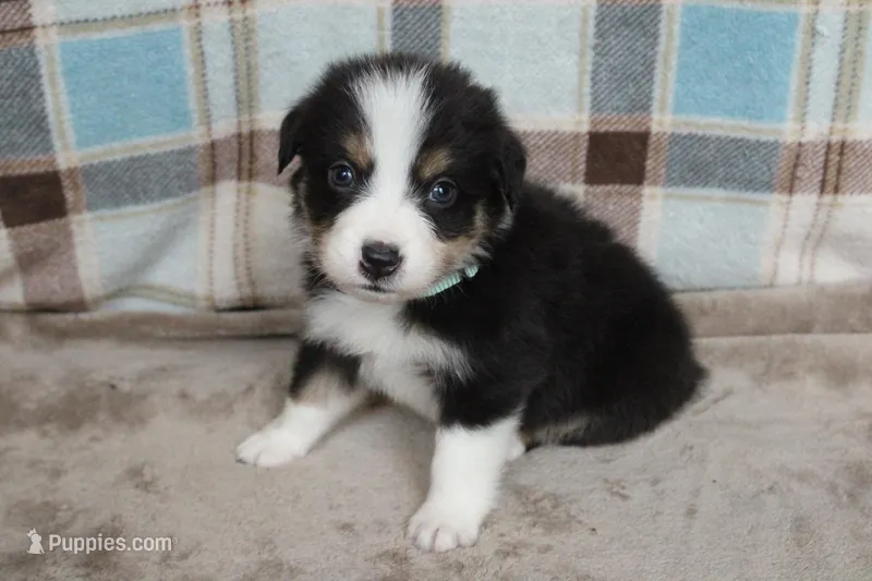 Dawn  – Australian Shepherd puppy for sale in Reynoldsville, PA