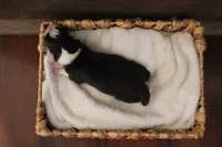 Dawn , a female Australian Shepherd for sale in Reynoldsville, PA – Photo 5 of 8