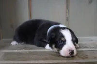 Dawn , a female Australian Shepherd for sale in Reynoldsville, PA – Photo 3 of 8