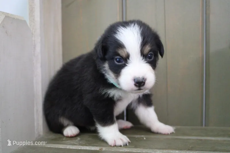 Dawn  – Australian Shepherd puppy for sale in Reynoldsville, PA