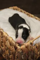 Dawn , a female Australian Shepherd for sale in Reynoldsville, PA – Photo 4 of 8