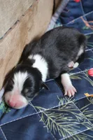Dawn , a female Australian Shepherd for sale in Reynoldsville, PA – Photo 6 of 8