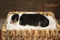 Lilly , a female Australian Shepherd for sale in Reynoldsville, PA – Photo 4 of 9