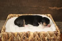 Lilly , a female Australian Shepherd for sale in Reynoldsville, PA – Photo 5 of 9