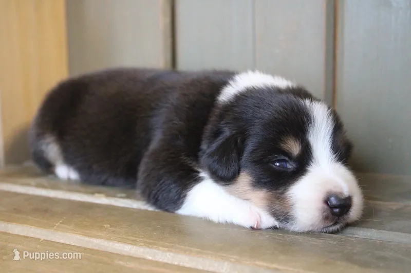 Lilly  – Australian Shepherd puppy for sale in Reynoldsville, PA