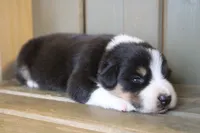 Lilly , a female Australian Shepherd for sale in Reynoldsville, PA – Photo 1 of 9