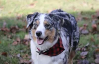 Lilly , a female Australian Shepherd for sale in Reynoldsville, PA – Photo 8 of 9