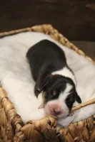 Lilly , a female Australian Shepherd for sale in Reynoldsville, PA – Photo 3 of 9