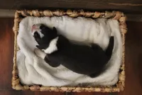 Lilly , a female Australian Shepherd for sale in Reynoldsville, PA – Photo 6 of 9