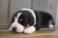 Lilly , a female Australian Shepherd for sale in Reynoldsville, PA – Photo 2 of 9