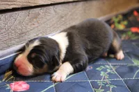 Lilly , a female Australian Shepherd for sale in Reynoldsville, PA – Photo 7 of 9