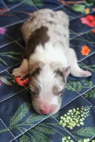 Toby , a male Australian Shepherd for sale in Reynoldsville, PA – Photo 8 of 10