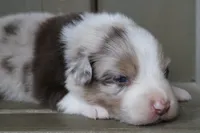 Toby , a male Australian Shepherd for sale in Reynoldsville, PA – Photo 4 of 10