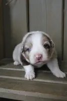 Toby , a male Australian Shepherd for sale in Reynoldsville, PA – Photo 5 of 10