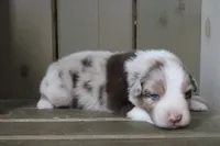 Toby , a male Australian Shepherd for sale in Reynoldsville, PA – Photo 3 of 10