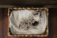 Toby , a male Australian Shepherd for sale in Reynoldsville, PA – Photo 7 of 10