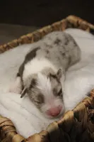 Toby , a male Australian Shepherd for sale in Reynoldsville, PA – Photo 6 of 10