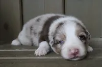 Toby , a male Australian Shepherd for sale in Reynoldsville, PA – Photo 1 of 10