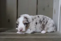 Toby , a male Australian Shepherd for sale in Reynoldsville, PA – Photo 2 of 10