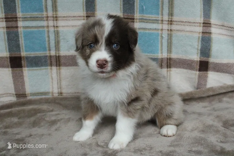 Echo  – Australian Shepherd puppy for sale in Reynoldsville, PA
