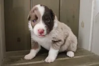 Echo , a male Australian Shepherd for sale in Reynoldsville, PA – Photo 4 of 9