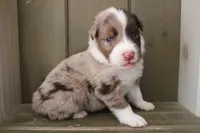 Echo , a male Australian Shepherd for sale in Reynoldsville, PA – Photo 6 of 9