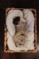 Echo , a male Australian Shepherd for sale in Reynoldsville, PA – Photo 5 of 9