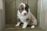 Echo , a male Australian Shepherd for sale in Reynoldsville, PA – Photo 2 of 9