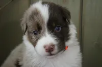 Echo , a male Australian Shepherd for sale in Reynoldsville, PA – Photo 3 of 9