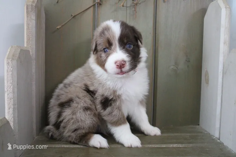 Echo  – Australian Shepherd puppy for sale in Reynoldsville, PA