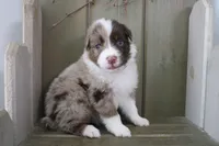 Echo , a male Australian Shepherd for sale in Reynoldsville, PA – Photo 1 of 9