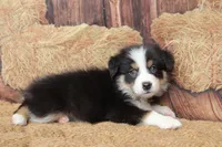 Dawn , a female Australian Shepherd for sale in Reynoldsville, PA – 7 of 9