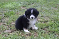 Shiloh , a female Australian Shepherd for sale in Reynoldsville, PA – 7 of 9