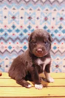 Maple , a female Australian Shepherd for sale in Reynoldsville, PA – Photo 3 of 9