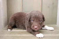 Maple , a female Australian Shepherd for sale in Reynoldsville, PA – Photo 2 of 9
