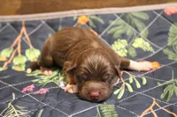 Maple , a female Australian Shepherd for sale in Reynoldsville, PA – Photo 7 of 9
