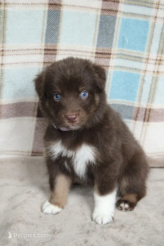 Maple  – Australian Shepherd puppy for sale in Reynoldsville, PA