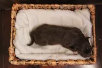 Maple , a female Australian Shepherd for sale in Reynoldsville, PA – Photo 6 of 9