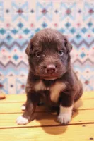 Maple , a female Australian Shepherd for sale in Reynoldsville, PA – Photo 4 of 9