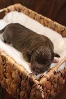 Maple , a female Australian Shepherd for sale in Reynoldsville, PA – Photo 5 of 9
