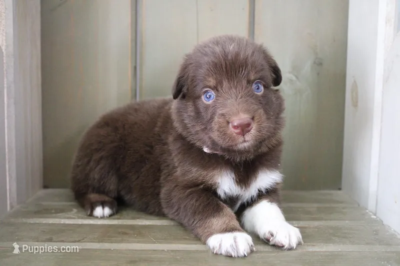 Maple  – Australian Shepherd puppy for sale in Reynoldsville, PA