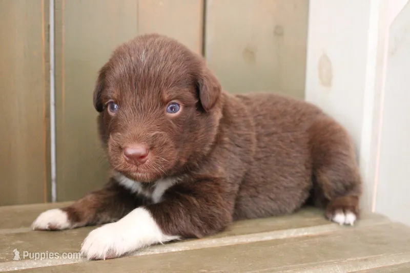 Maple  – Australian Shepherd puppy for sale in Reynoldsville, PA