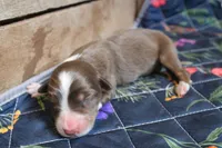 Nova , a female Australian Shepherd for sale in Reynoldsville, PA – Photo 5 of 7
