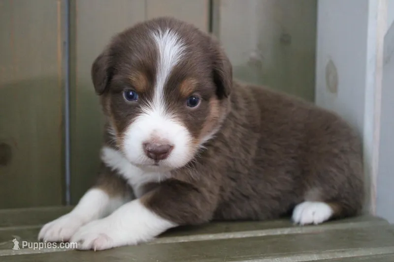 Nova  – Australian Shepherd puppy for sale in Reynoldsville, PA