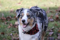 Nova , a female Australian Shepherd for sale in Reynoldsville, PA – Photo 6 of 7