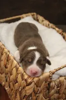 Nova , a female Australian Shepherd for sale in Reynoldsville, PA – Photo 3 of 7