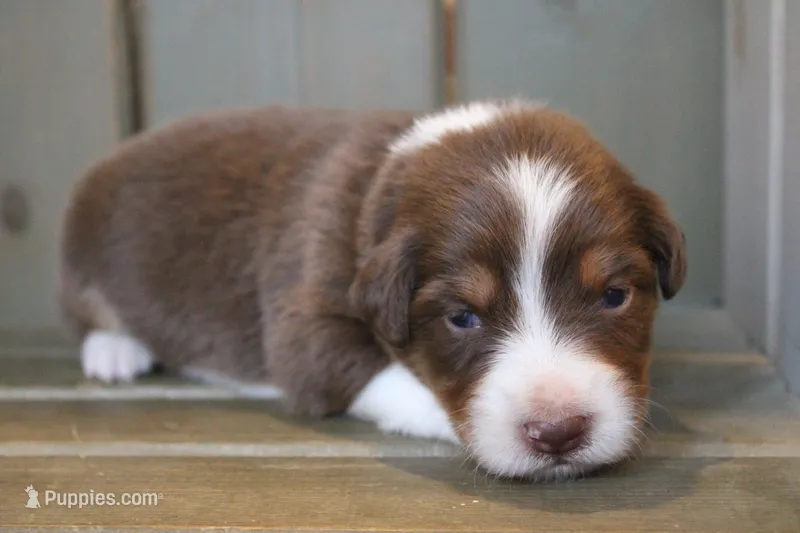 Nova  – Australian Shepherd puppy for sale in Reynoldsville, PA